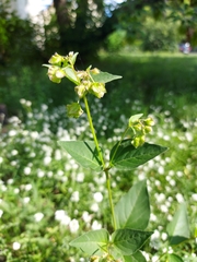 Mirabilis nyctaginea