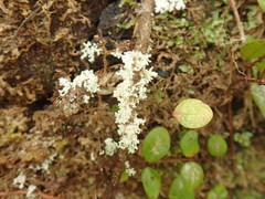 Roccellinastrum neglectum