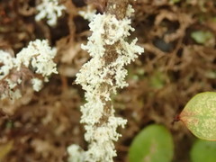 Roccellinastrum neglectum