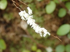 Roccellinastrum neglectum