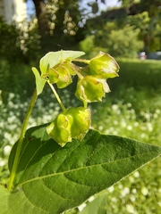 Mirabilis nyctaginea