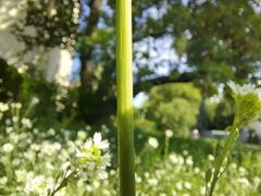 Mirabilis nyctaginea