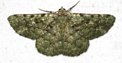 Aeolochroma hypochromaria