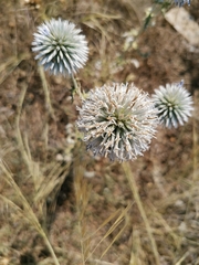 Echinops sphaerocephalus albidus