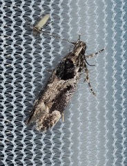 Pseudochelaria walsinghami
