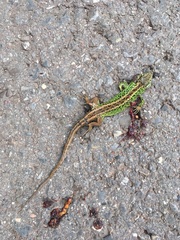 Lacerta agilis