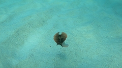 Thysanozoon brocchii