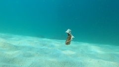 Thysanozoon brocchii