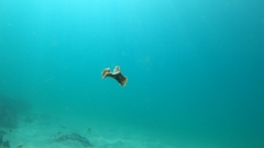 Thysanozoon brocchii