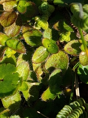 Leptostigma setulosum