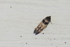 Walshia miscecolorella