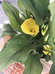 Zantedeschia pentlandii