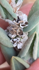 Sciocoris conspurcatus