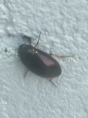 Tropisternus quadristriatus