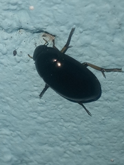 Tropisternus quadristriatus