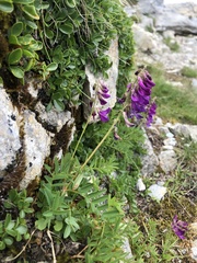 Hedysarum hedysaroides