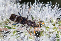 Scrobiger splendidus