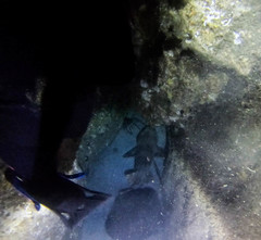 Orectolobus halei