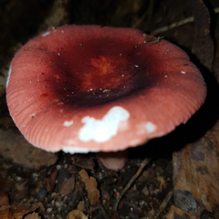 Russula lenkunya