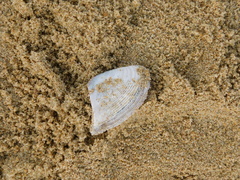 Hecuba scortum