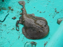 Brown Numbfish photo 4