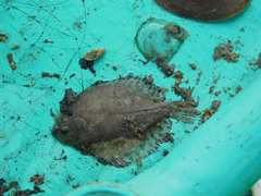 Pseudorhombus triocellatus