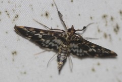 Rhimphalea sceletalis