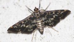 Rhimphalea sceletalis