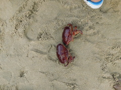 Atergatis integerrimus