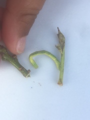 Cyclophora punctaria