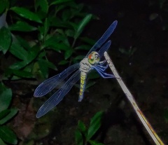 Brachydiplax