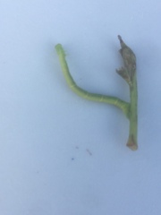 Cyclophora punctaria