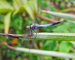 Brachydiplax sobrina