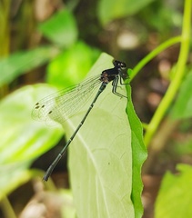 Onychargia atrocyana