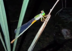 Ceriagrion cerinorubellum