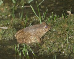 Sclerophrys mauritanica