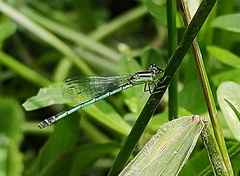 Agriocnemis