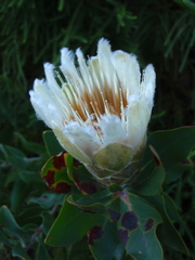 Protea lacticolor