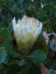 Protea lacticolor