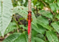 Rhodothemis rufa