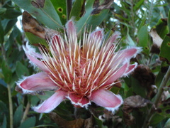 Protea lacticolor