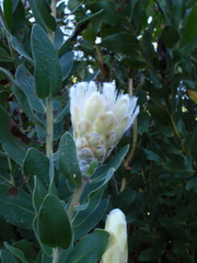 Protea lacticolor