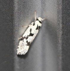 Lichenaula calligrapha