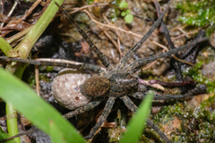 Pardosa sumatrana