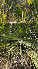 Chamaerops humilis