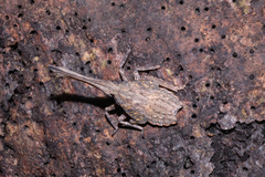 Pyrops candelaria