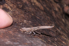 Pyrops candelaria