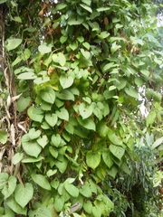 Calystegia silvatica