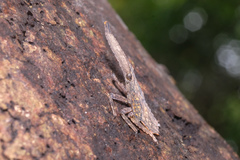 Pyrops candelaria