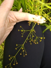 Alisma plantago-aquatica